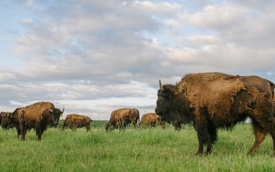 The Honest Bison