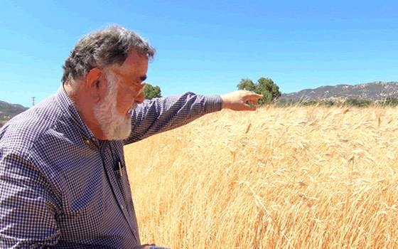 Community Grains