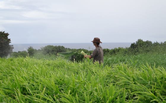 Kolo Kai Organic Farm