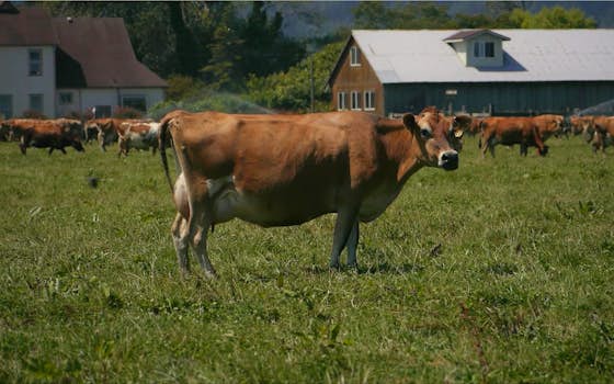 Rumiano Cheese Company