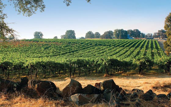 Chacewater Winery & Olive Mill