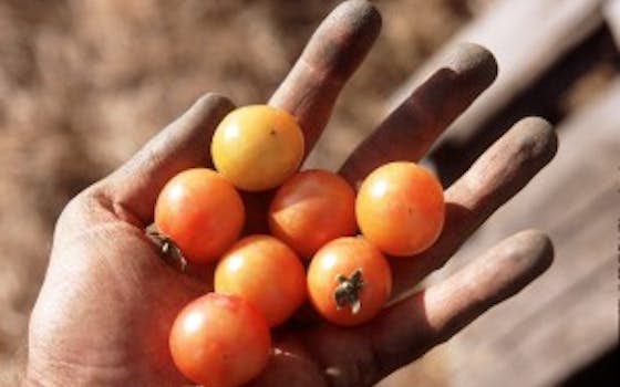 Tomatero Farm
