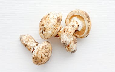 Wild Foraged Matsutake Mushrooms