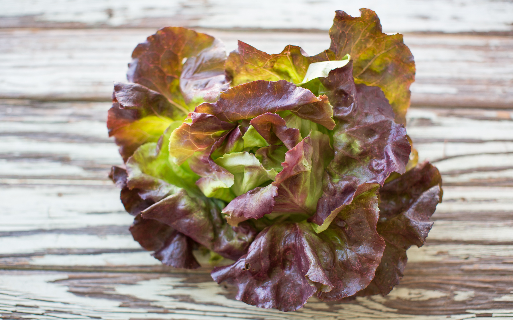 Organic Red Butter Lettuce 1 count Veritable Vegetable Good Eggs