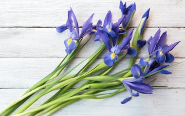 Florist's Choice Irises 
