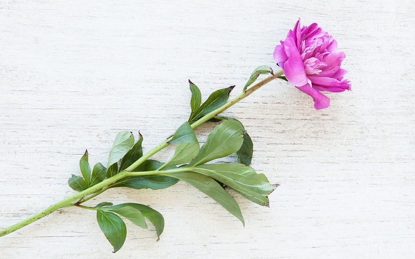 Single Stem Peony Oak Hill Farm Of Sonoma Sf Bay Good Eggs Single Stem Peony Oak Hill Farm Of Sonoma Sf Bay Good Eggs