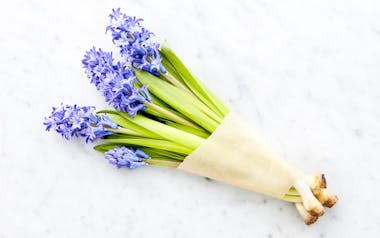 Florist's Choice Hyacinth