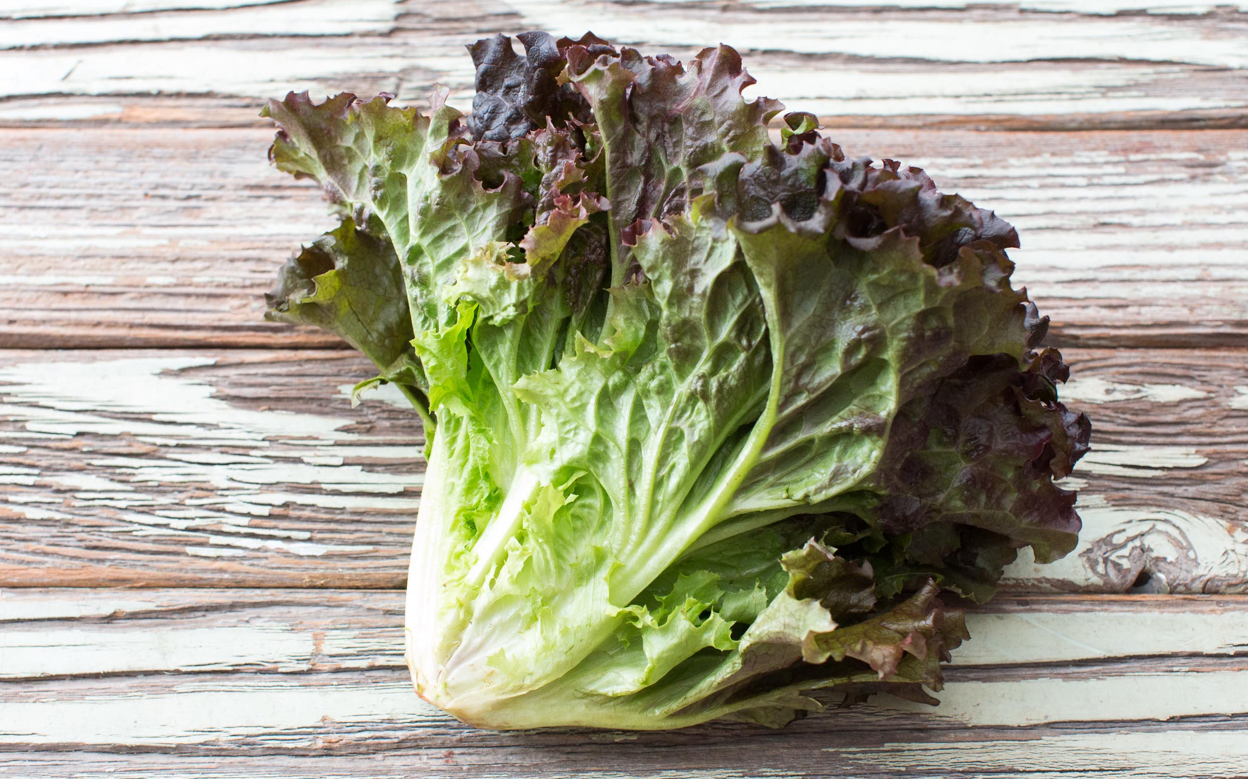 Organic Red Leaf Lettuce | 1 head | Oya Organics | Good Eggs