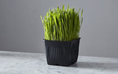 Organic Wheatgrass Mini Pot