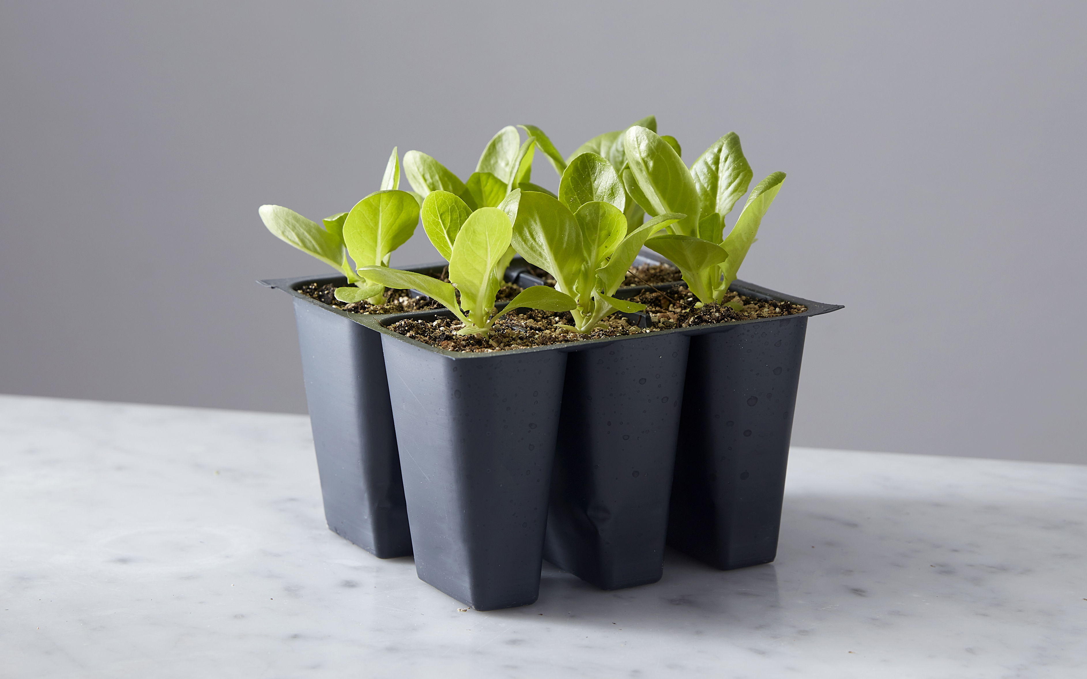 Little Gem Lettuce Seedling 6Pack 6 count Kula Nursery Good Eggs