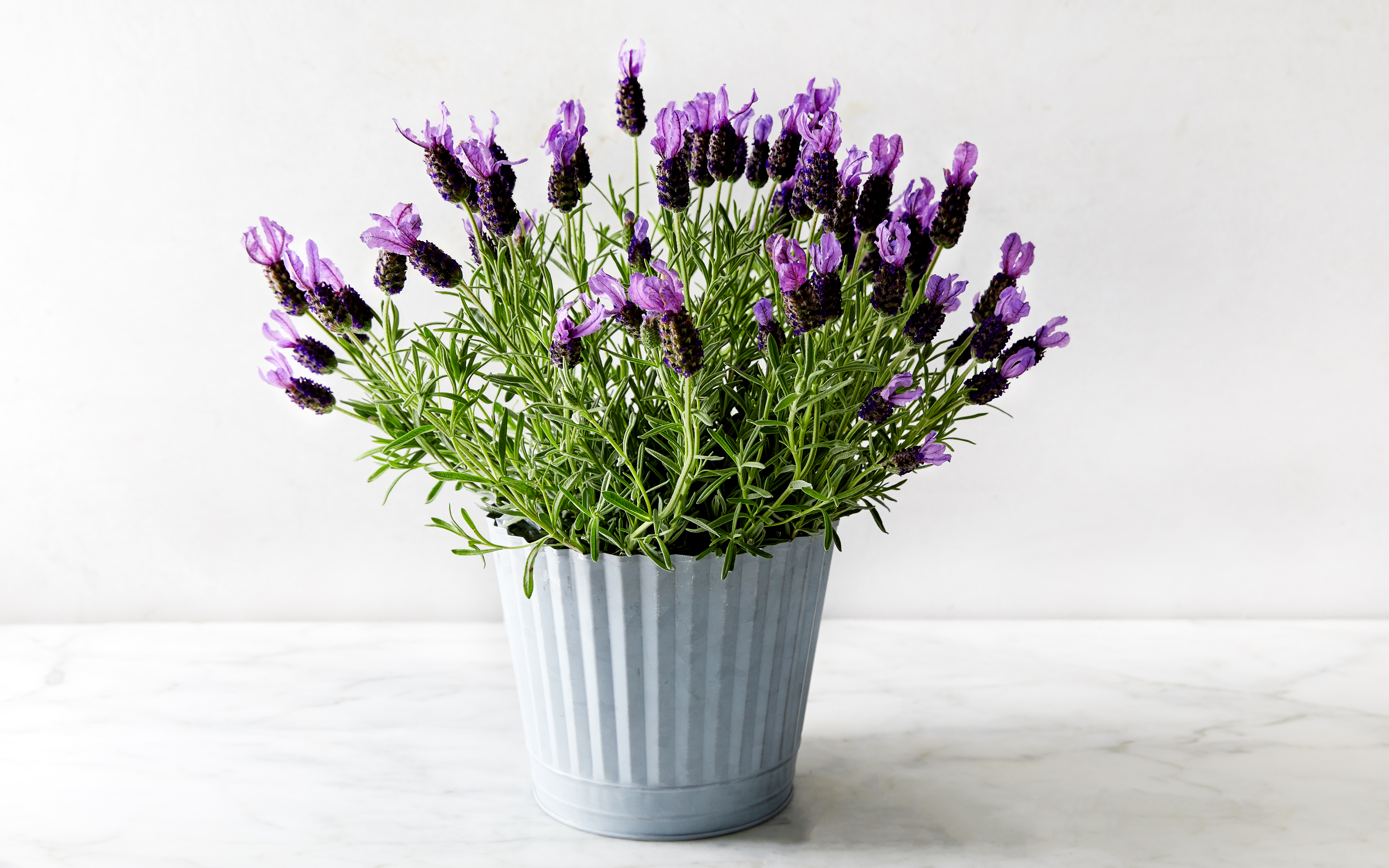 Potted Lavender Coastal Nursery Good Eggs