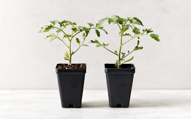 Cherry Tomato Seedling Duo