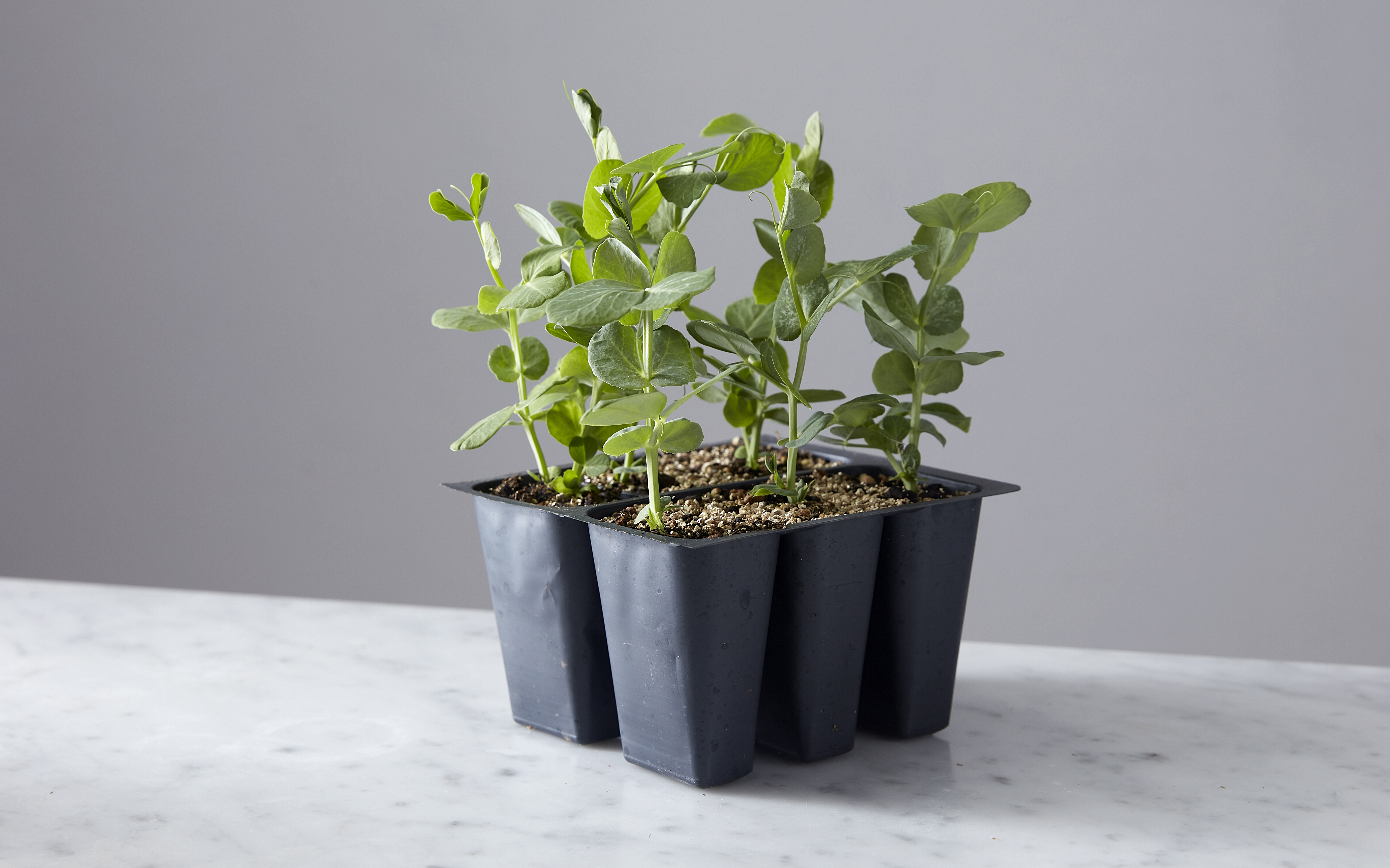 Snow Peas Seedling 6Pack 6 count Kula Nursery Good Eggs