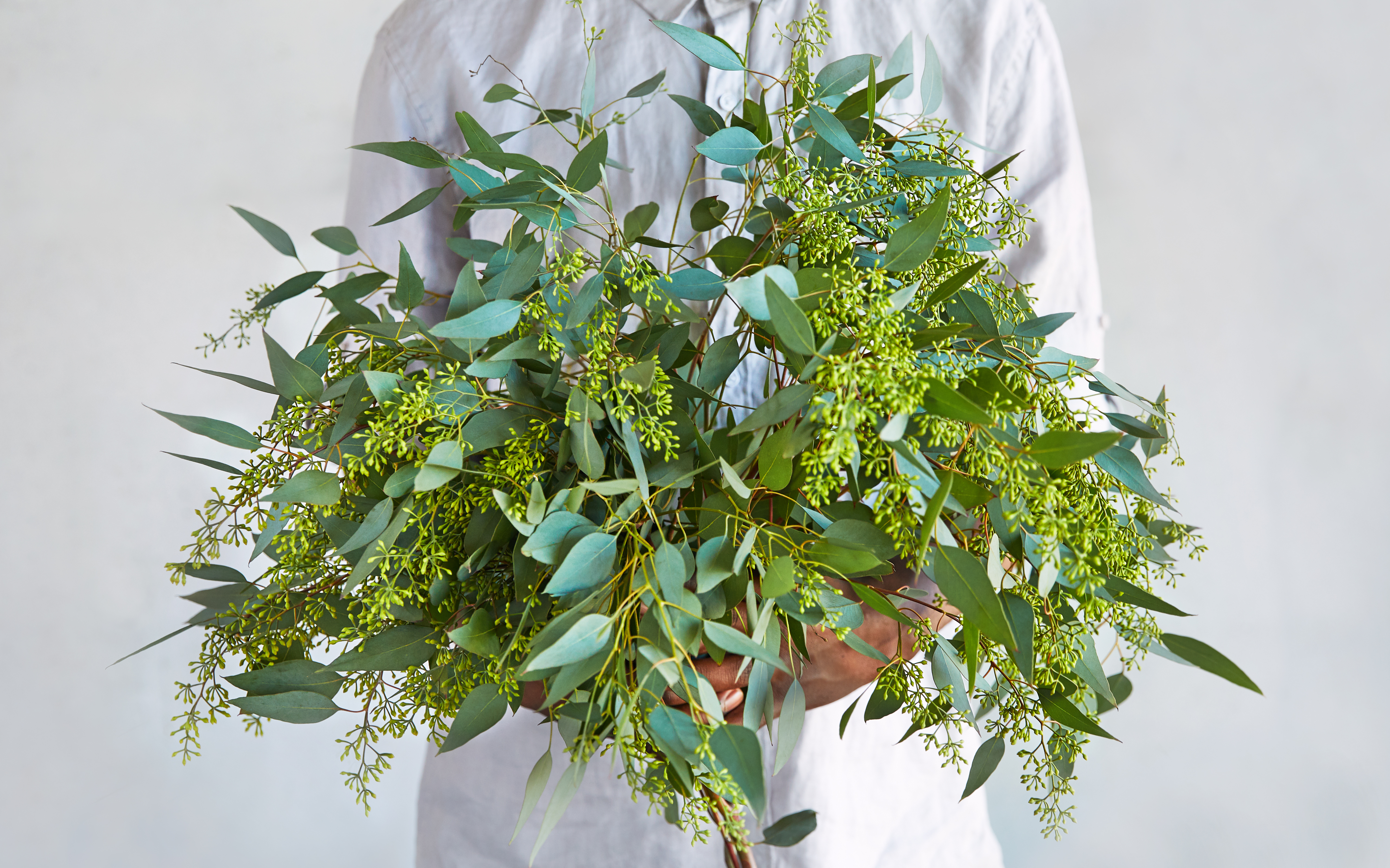 Seeded Eucalyptus | 1 bunch | Figone Nursery | Good Eggs