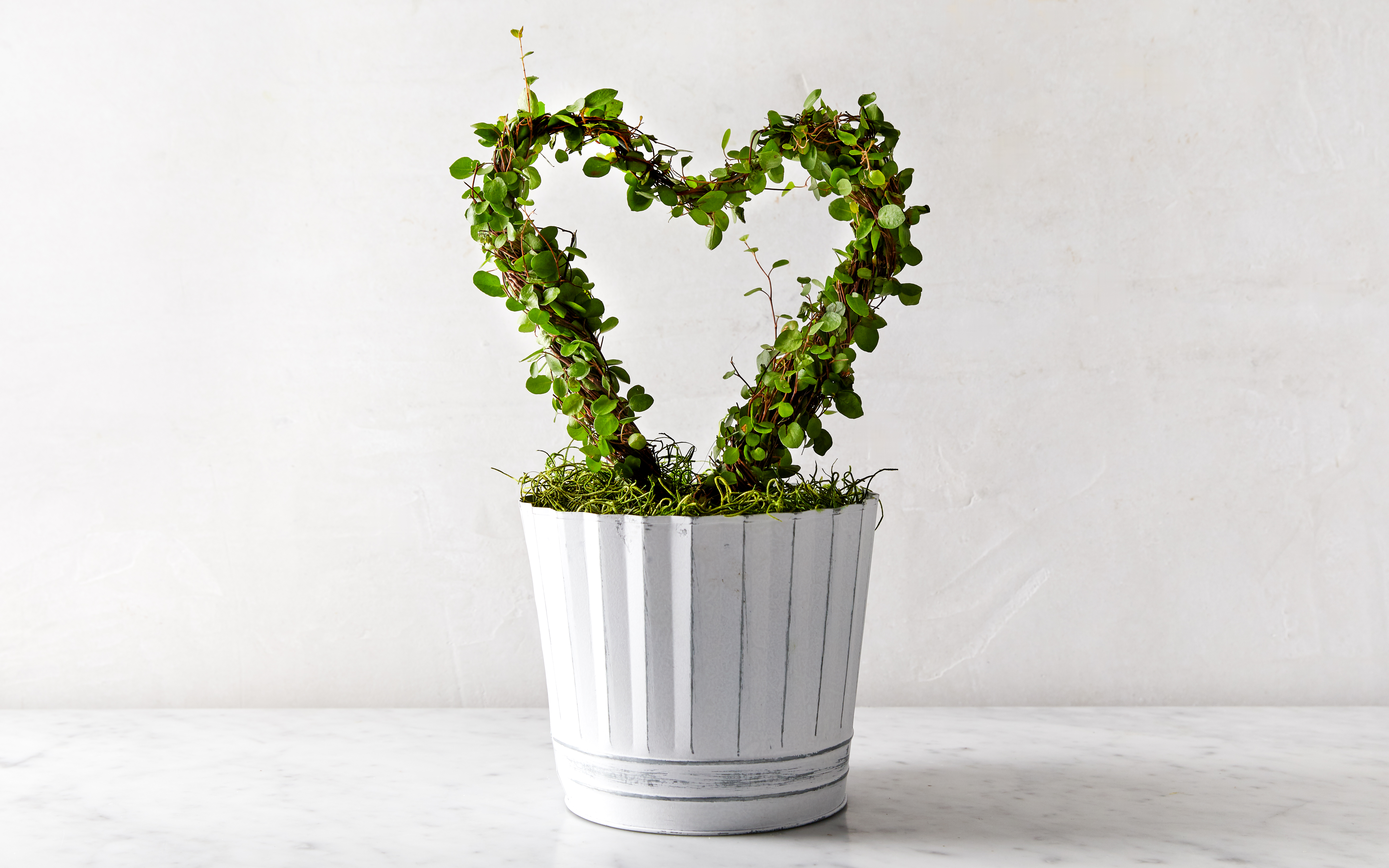 Potted Heart Ring Vine 1 count Coastal Nursery Good Eggs