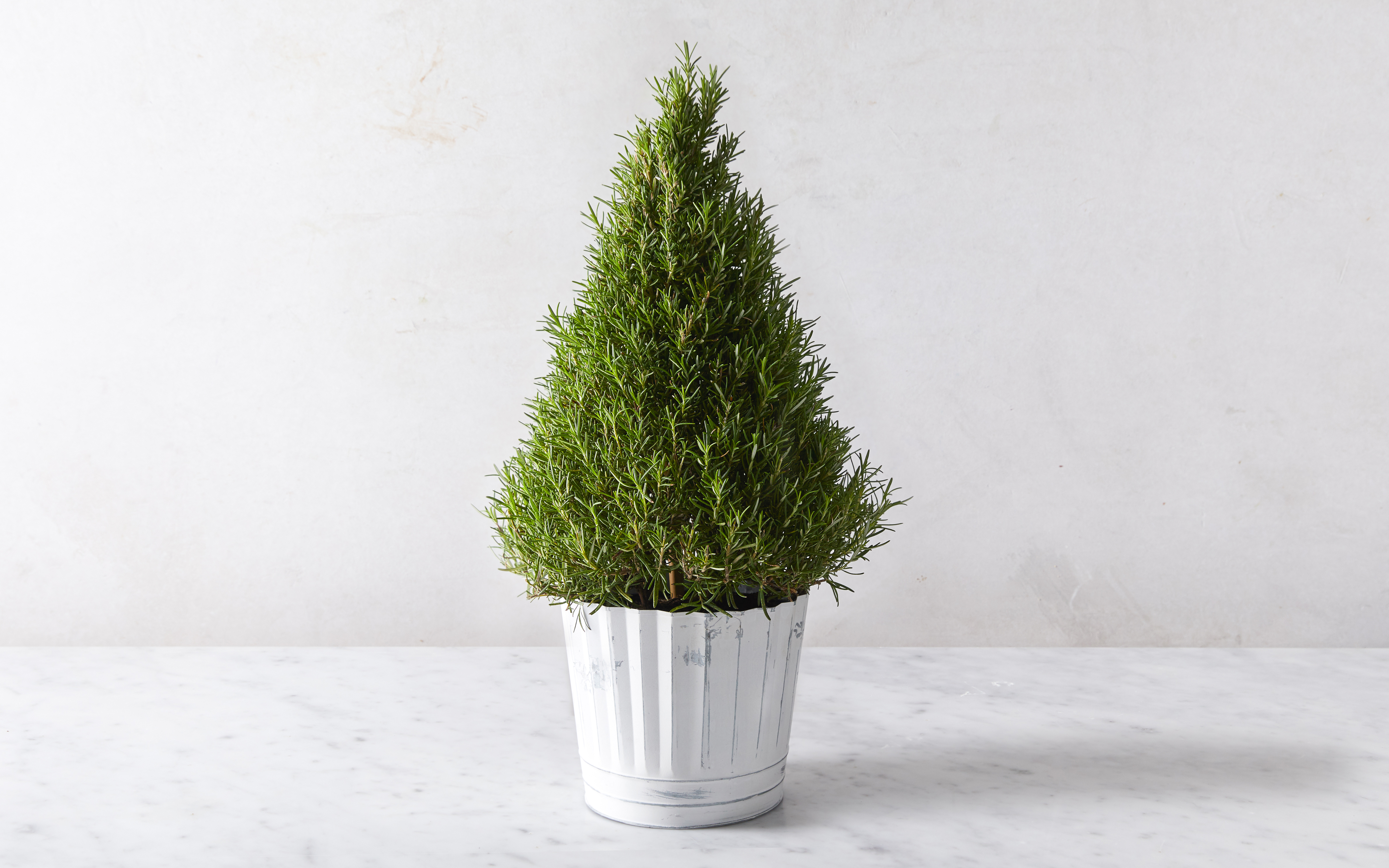 Potted Rosemary Cone 1 count Coastal Nursery Good Eggs