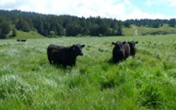 KCM Lost Coast Pasture Finished Beef