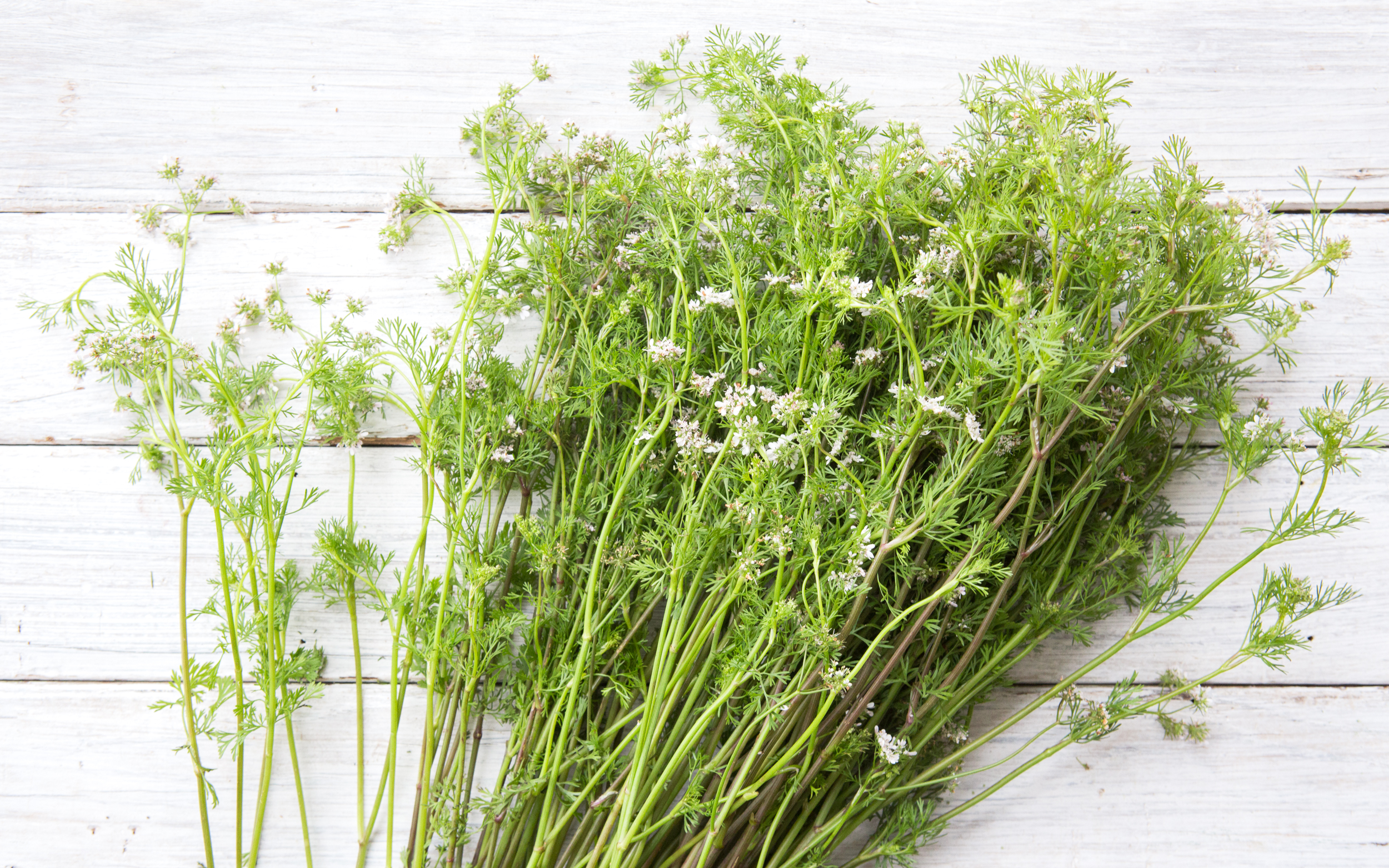 Organic Flowering Cilantro 1 bunch Dirty Girl Produce Good Eggs