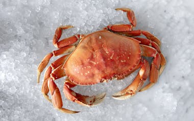 Whole Cooked Wild Washington Dungeness Crab