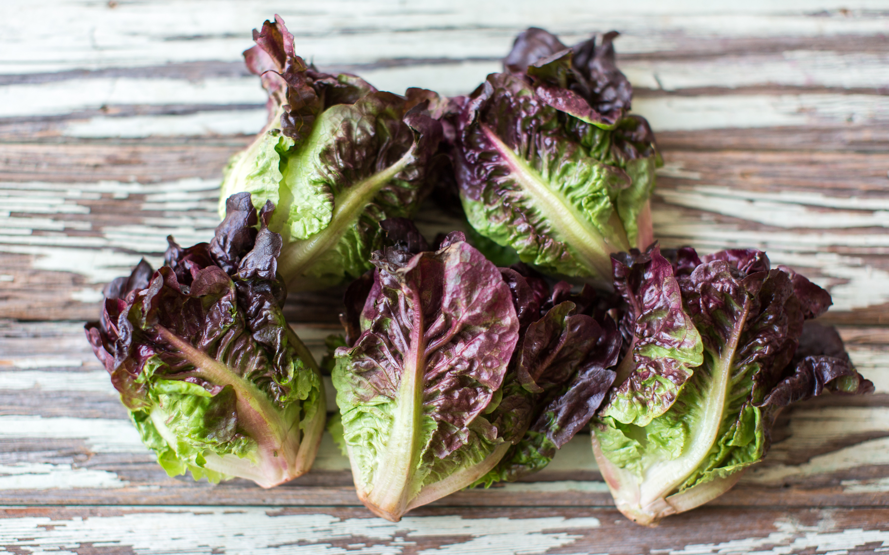 Red Little Gem Lettuces 1 lb Martin Bournhonesque Good Eggs