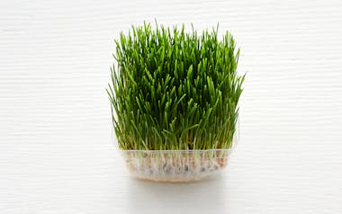 Organic Living Wheatgrass