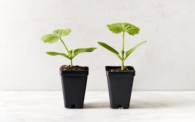 Zucchini Seedling Duo