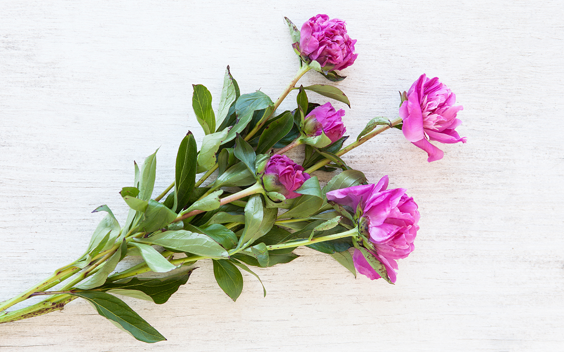 Peonies Oak Hill Farm Of Sonoma Sf Bay Good Eggs