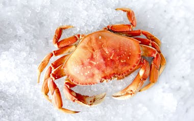 Whole Cooked Wild California Dungeness Crab