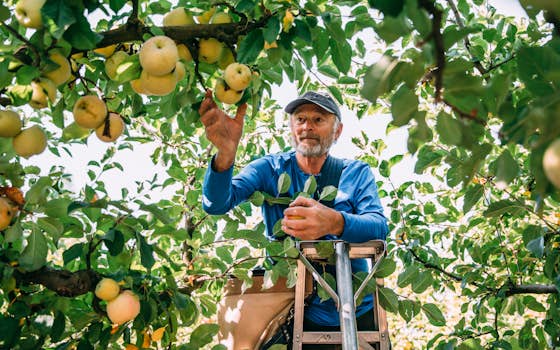 Organic Dry-Farmed Jonathan Apples, 1 lb, Devoto Gardens