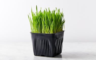 Organic Cat Grass Mini Pot