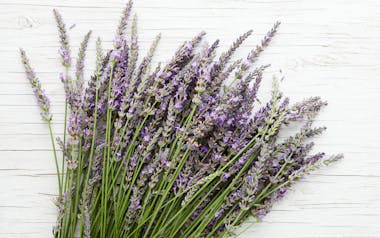 Organic Fresh Lavender