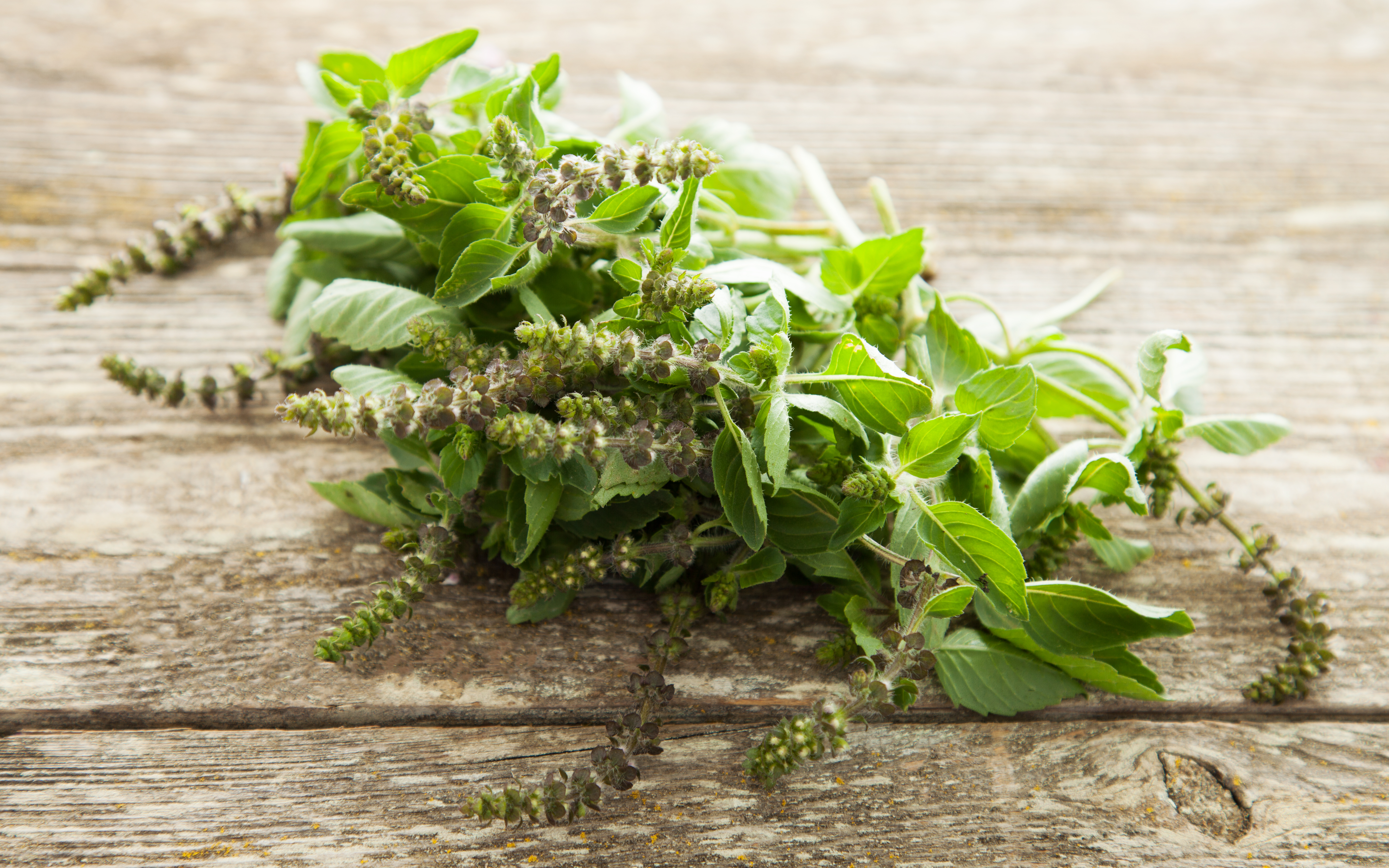 Organic Holy Basil 1 bunch F.E.E.D. Sonoma Good Eggs