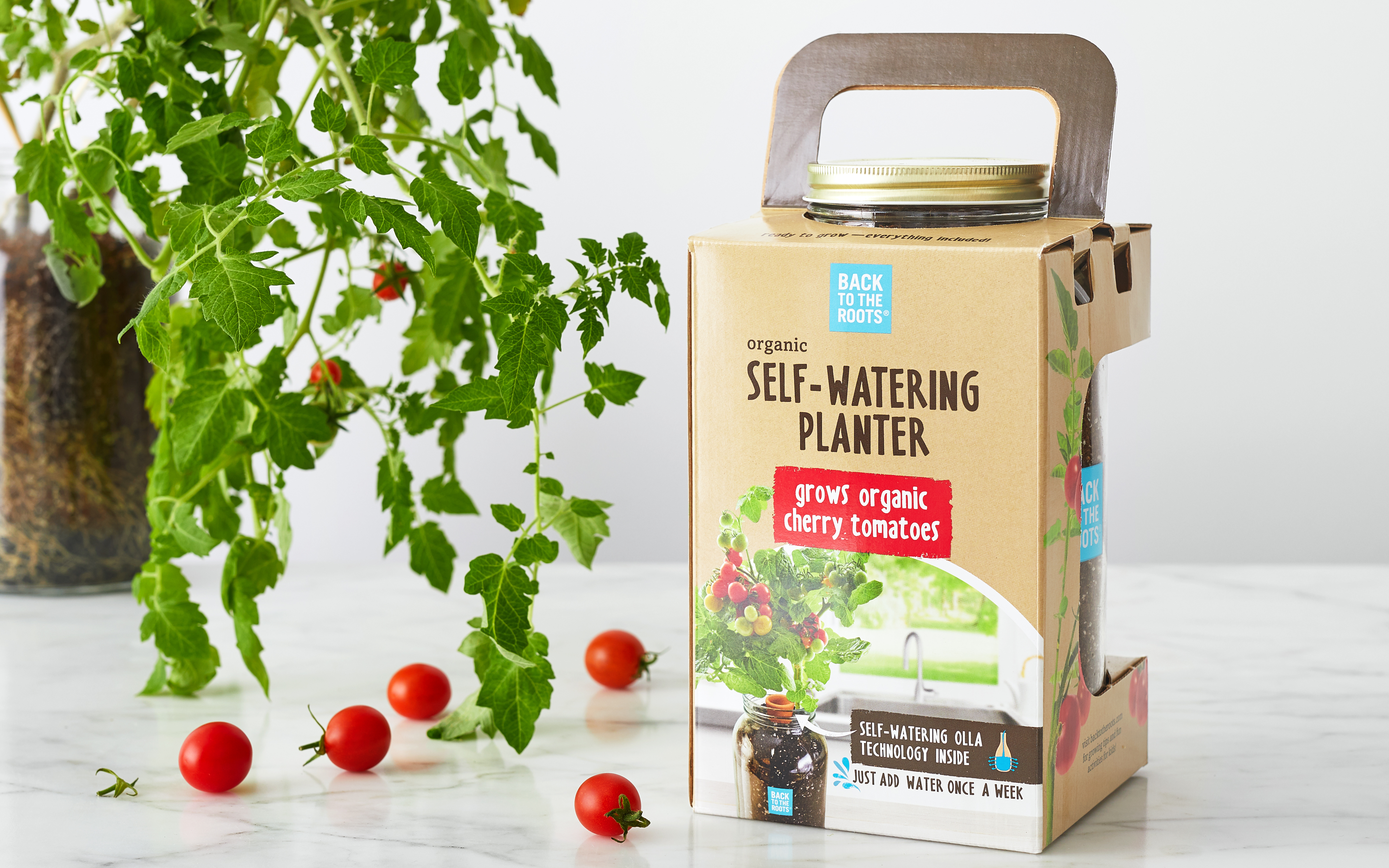 best potting mix for fiddle leaf fig 8-Liter Ficus Mix
