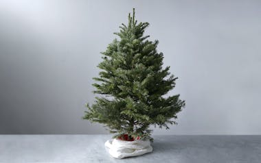 California-Grown Baby Christmas Tree (3-4 ft)