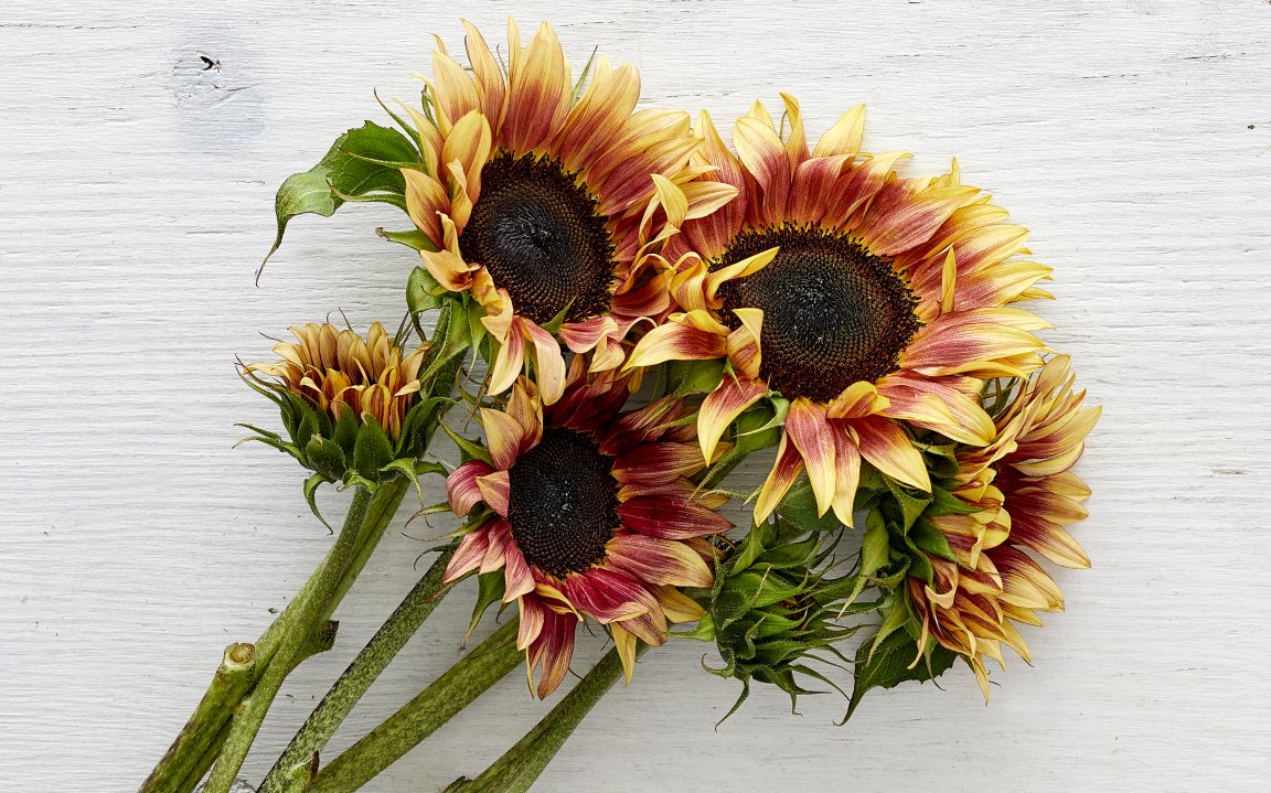 Strawberry on sale blonde sunflowers