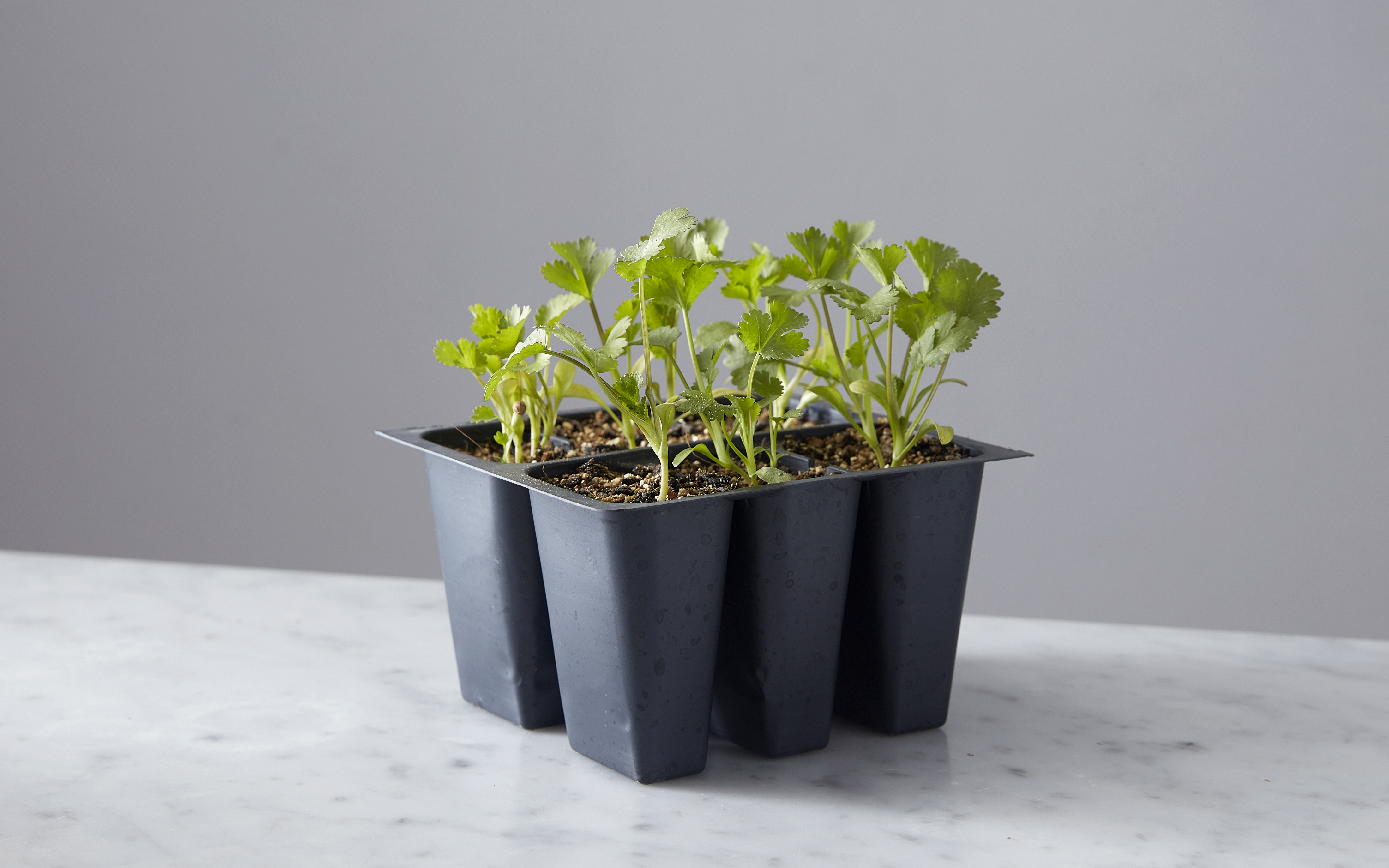 Cilantro Seedling 6Pack 6 count Kula Nursery Good Eggs