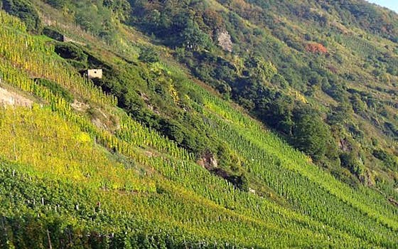 Weingut Richard Böcking